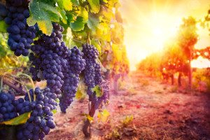 vineyard with ripe grapes in countryside at sunset