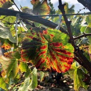 pinot leaves